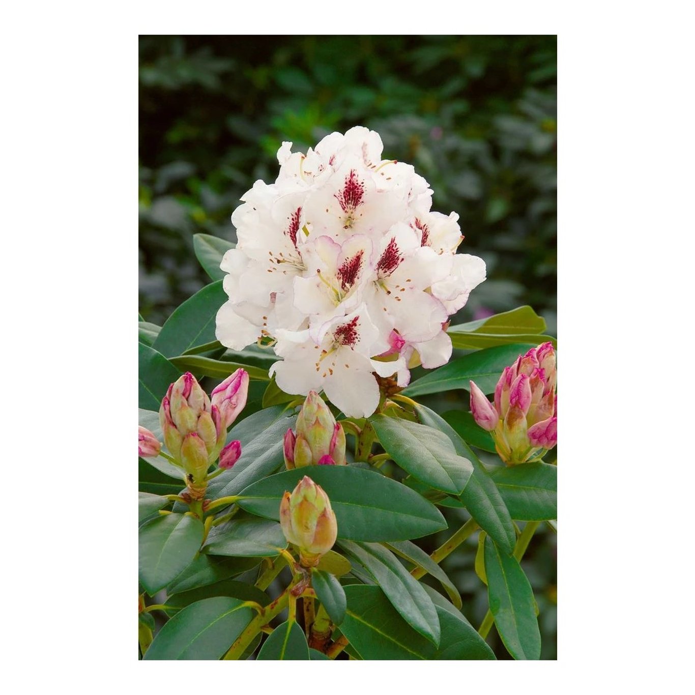 Rhododendron – Rhododendron 'Gudrun' - C5 30-40 CM